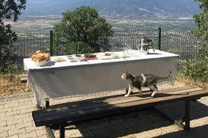 Comida Úmida ou Seca? Qual é a Melhor Opção para o seu Gato?