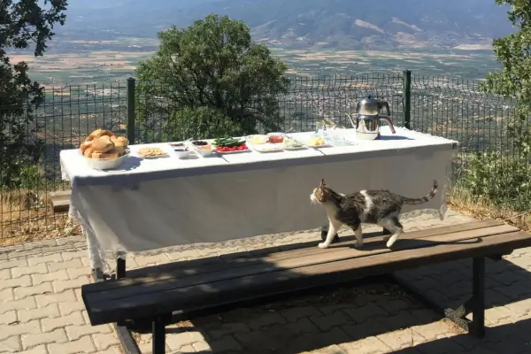Comida Úmida ou Seca? Qual é a Melhor Opção para o seu Gato?