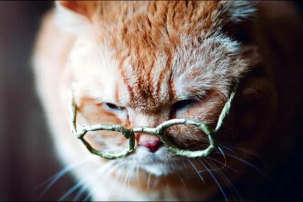 Como aumentar a expectativa de vida do seu gato com cuidados simples