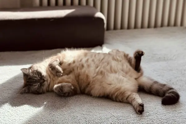 Obesidade felina: como saber se seu gato está acima do peso e o que fazer