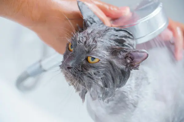 A Higiene do Gato: Banho, Escovação e Limpeza das Orelhas