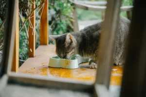 A Importância da Alimentação Balanceada para a Saúde do Seu Gato