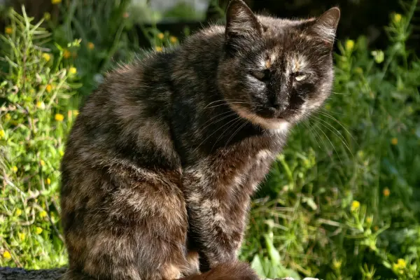 Como Cuidar de um Gato Idoso Tudo o Que Você Precisa Saber