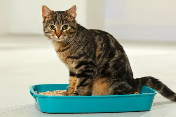 Cuidados com a Caixa de Areia Dicas para um Ambiente Limpo e Saudável