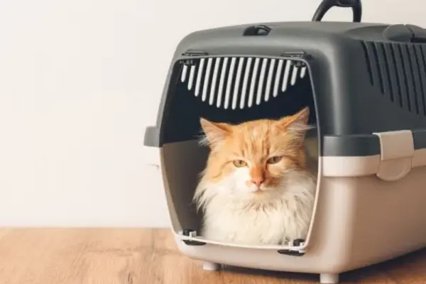 Gatos e Viagens Como Transportá-los com Segurança e Conforto