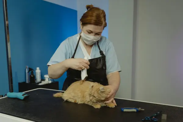 Quando Levar Seu Gato ao Veterinário Guia Completo de Check-ups